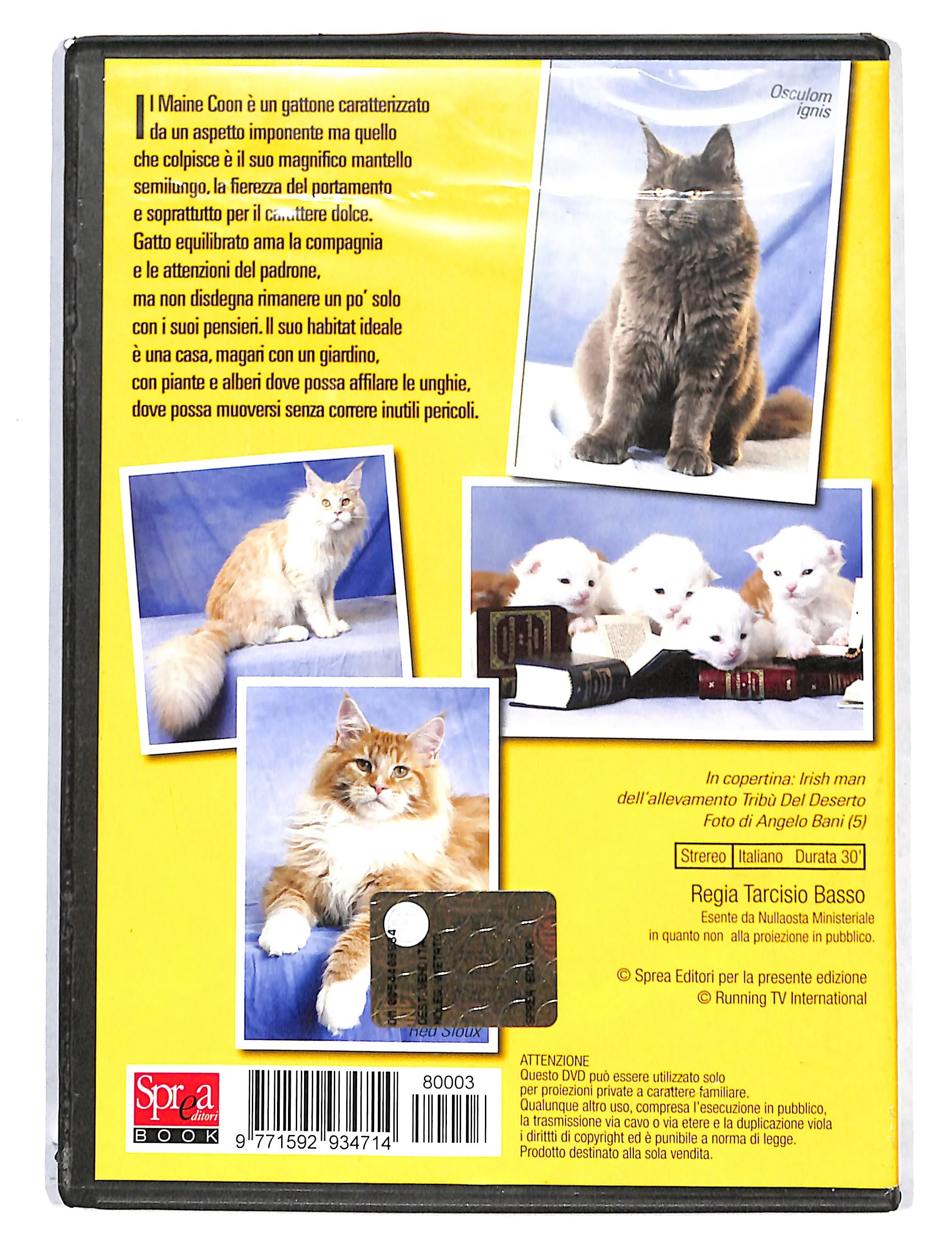 EBOND Maine Coon vol.3 DVD DB721821 - Image 2
